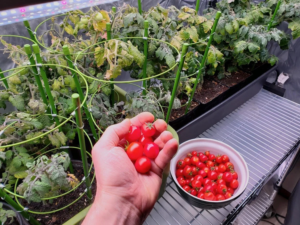 Winter Tomatoes in Alaska — Alaska Garden Adventures